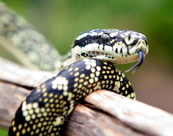 Reptile Encounters - Accommodation Search 0