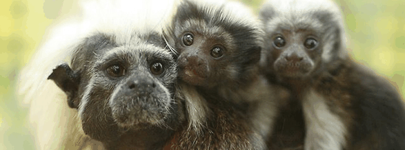 Alma Park Zoo - Accommodation Search 3