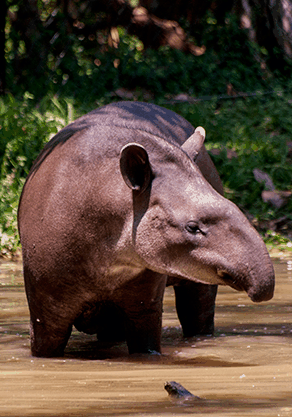 Alma Park Zoo - Accommodation Search 4