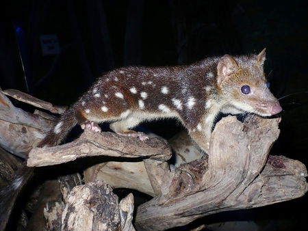 East Coast Natureworld - Accommodation Search 5