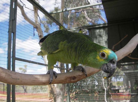 Darling Downs Zoo - Accommodation Search 1