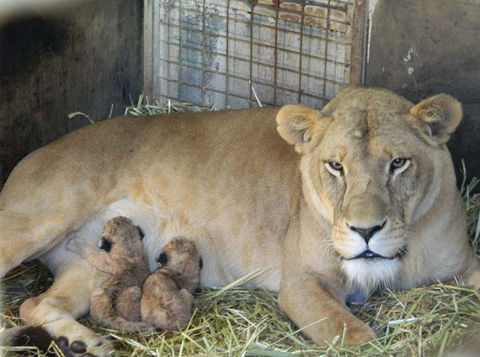 Darling Downs Zoo - Accommodation Search 2