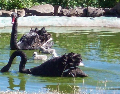 Darling Downs Zoo - Accommodation Search 3