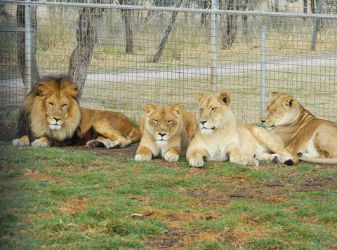 Darling Downs Zoo - Accommodation Search 4