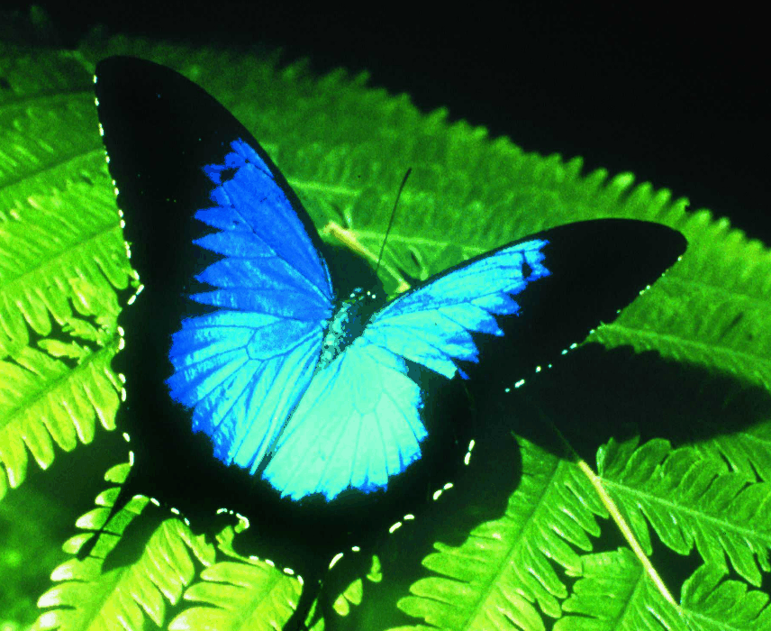 Australian Butterfly Sanctuary - Accommodation Search