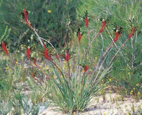 Kalbarri Wildflower Centre - Accommodation Search 0