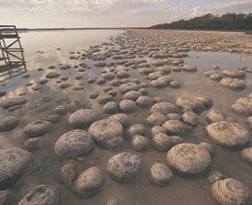 Yalgorup National Park - Accommodation Search 0
