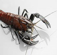 Andermel Marron - Accommodation Search