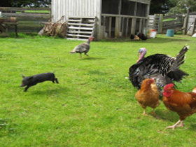 Echo Farm - Accommodation Search 0