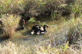 Riverside TAS Accommodation Search