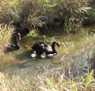 Tamar Island Wetlands Reserve and Interpretation Centre - Accommodation Search