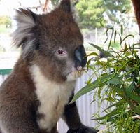 Glen-Forest Tourist Park - Accommodation Search