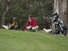Tasmania Golf Club - The - Accommodation Search 0