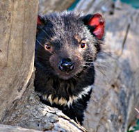 Trowunna Wildlife Sanctuary - Accommodation Search