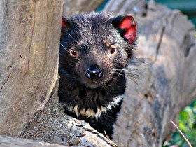 Trowunna Wildlife Sanctuary - Accommodation Search 0