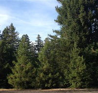 Pialligo Redwood Forest - Accommodation Search