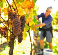 Native Point Wines - Accommodation Search