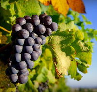 Panorama Vineyard - Accommodation Search