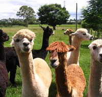 Banyandah Alpacas - Accommodation Search
