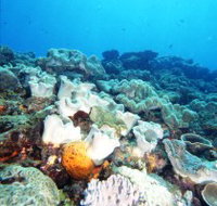 Mudjimba Old Woman Island Dive Site