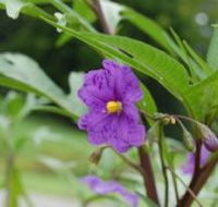 Alpha Native Flower Garden - Accommodation Search