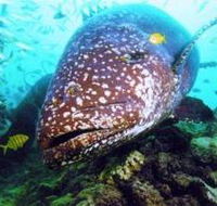 Lady Musgrave Island Dive Sites - Accommodation Search