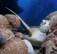 Light House Bommie Dive Site - Accommodation Search