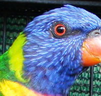 Fraser Coast Wildlife Sanctuary - Accommodation Search