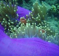 The Lady Bowen Dive Site - Accommodation Search
