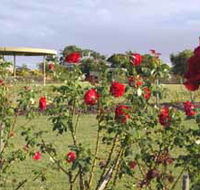 Elizabeth Park Rose Gardens - Accommodation Search