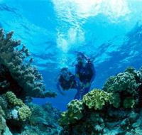 Coral Gardens Dive Site - Accommodation Search