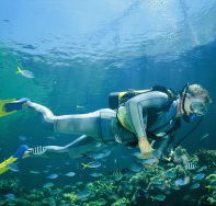Manta Ray Bommie Dive Site - Accommodation Search