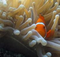 Flat Rock Dive Site - Accommodation Search