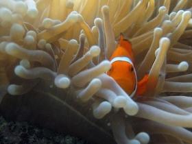 Flat Rock Dive Site - Accommodation Search 0