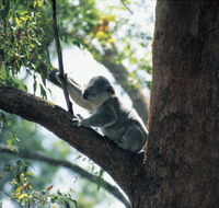 Daisy Hill Conservation Park - Accommodation Search