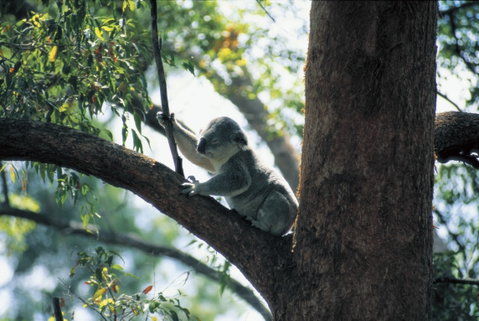 Daisy Hill Conservation Park - Accommodation Search 0