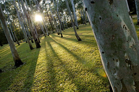 Tondoon Botanic Gardens - Accommodation Search 0