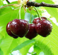 Red Hill Cherry Farm