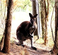 Great Ocean Road Wildlife Park - Accommodation Search