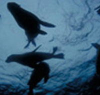 The Arches Marine Sanctuary - Accommodation Search