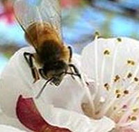Clayridge Honey - Accommodation Search
