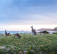 Pebbly Beach - Accommodation Search