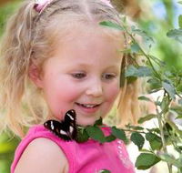 Coffs Harbour Butterfly House - Accommodation Search