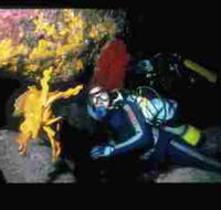 Solitary Islands Marine Park - Accommodation Search