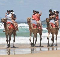 Camel Rides with Coffs Coast Camels - Accommodation Search