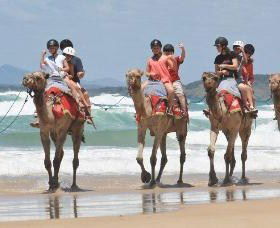 Camel Rides With Coffs Coast Camels - Accommodation Search 0