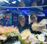 Solitary Islands Aquarium - Accommodation Search
