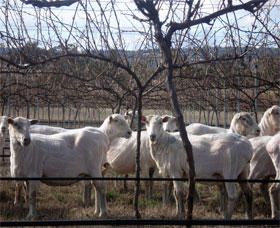 Thunder Ridge Wines - Accommodation Search 2