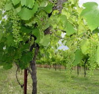 Holland Wines - Accommodation Search