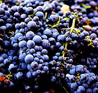 Nandroya Vineyard - Accommodation Search